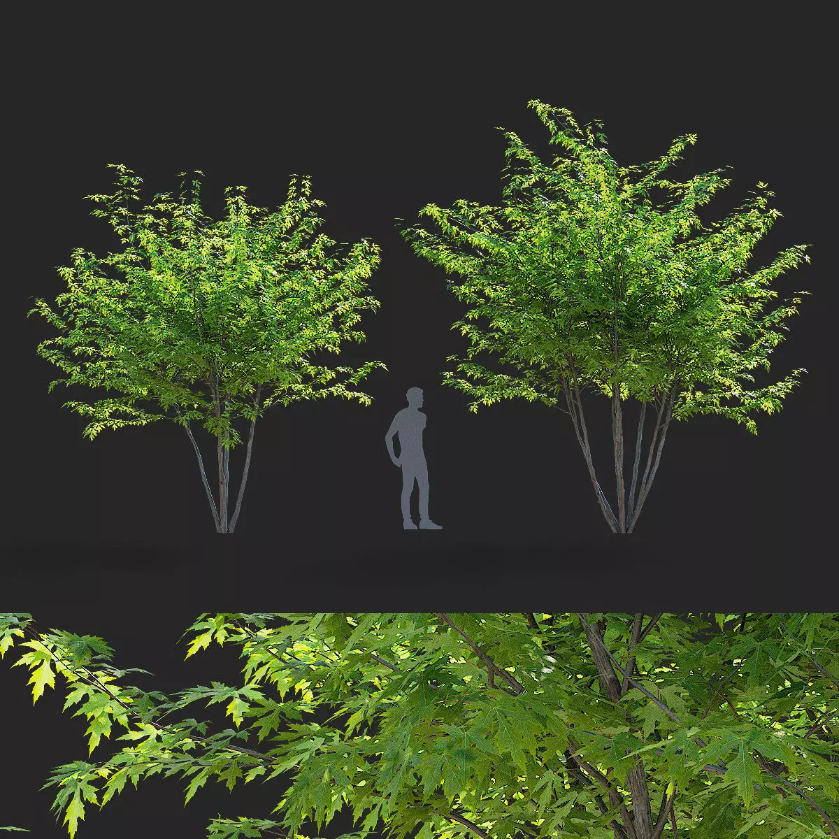 Acer saccharum multi-stem 3D model_0