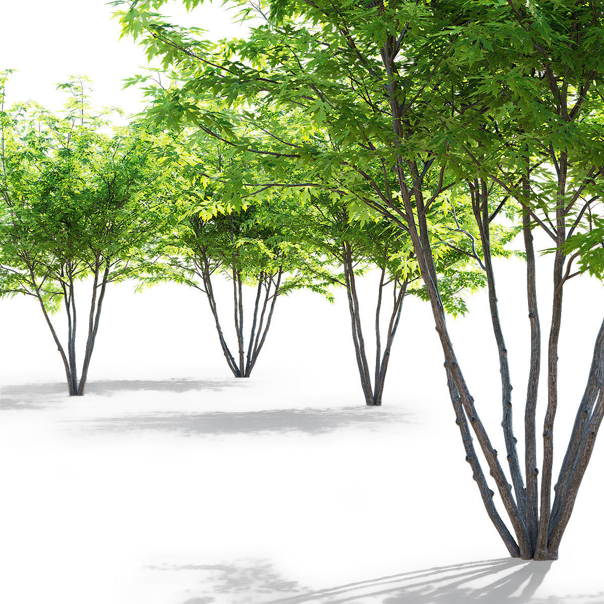 Acer saccharum multi-stem 3D model_1