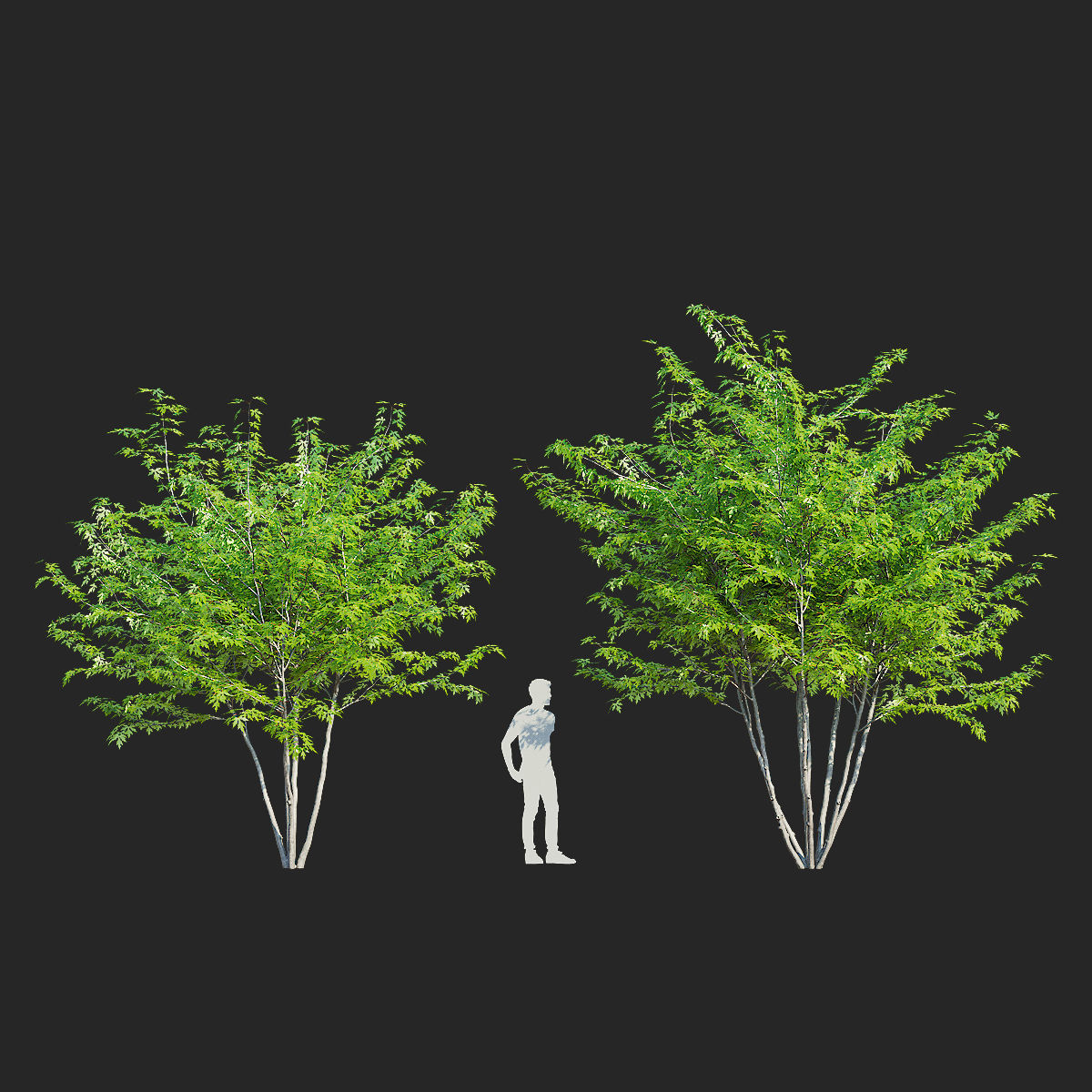 Acer saccharum multi-stem 3D model_4