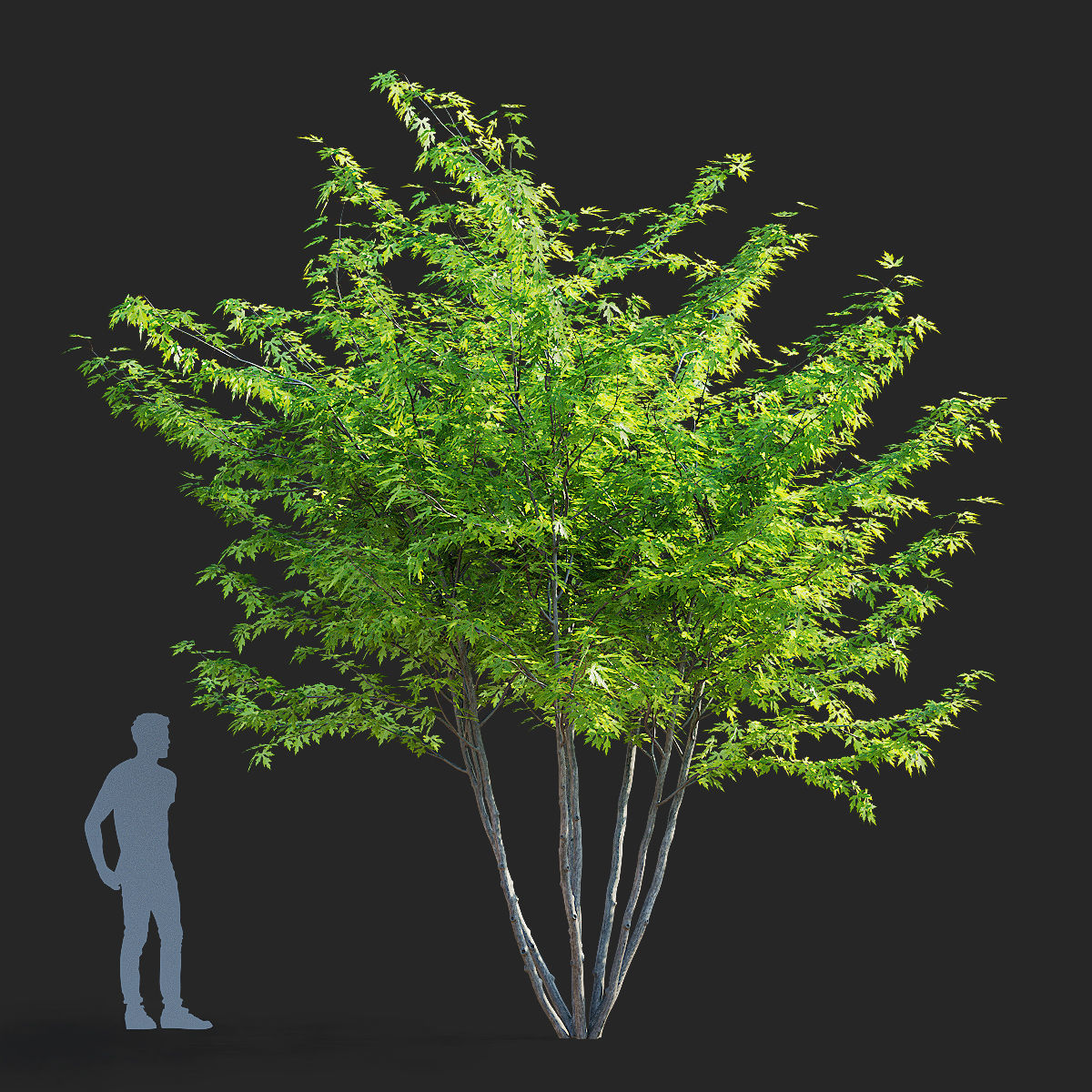 Acer saccharum multi-stem 3D model_5