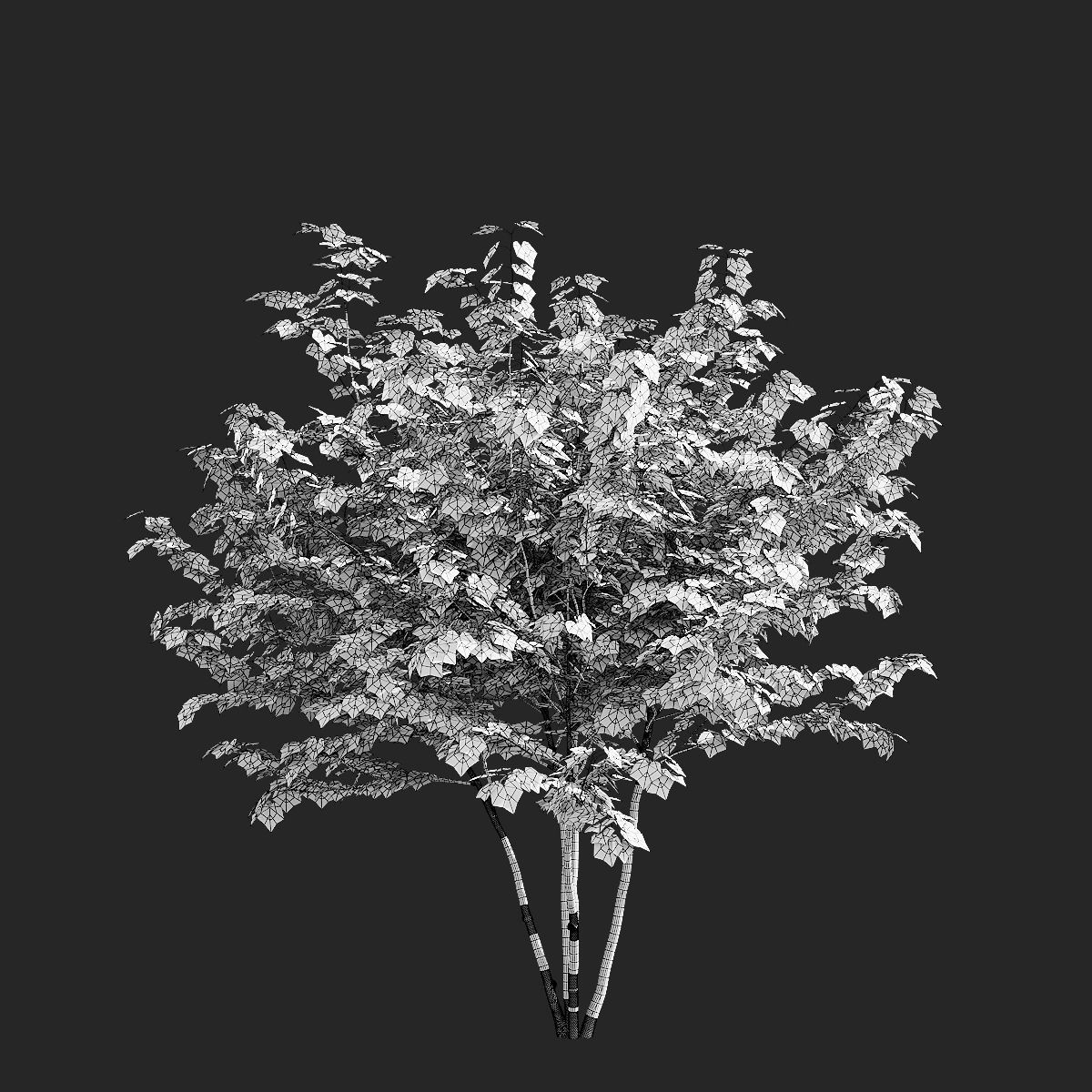 Acer saccharum multi-stem 3D model_7