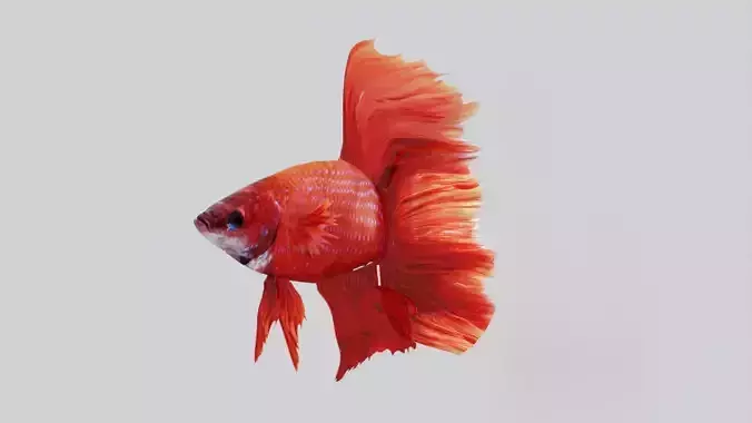 Betta Fish 3D model