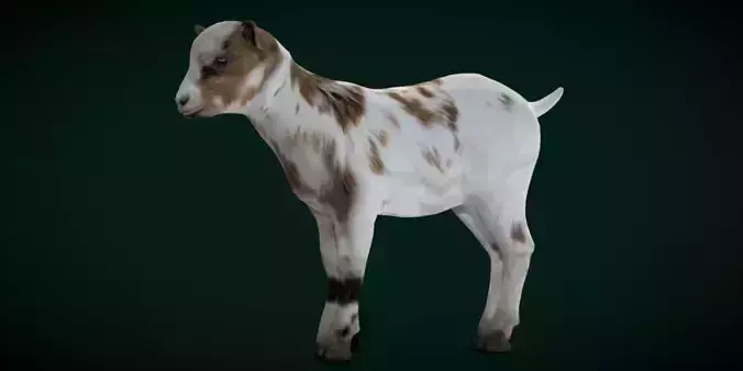 Kid Baby Goat Doeling Low-poly 3D model