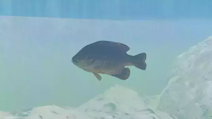 Sunfish Low Poly 3D model with Blender FREE Free 3D model
