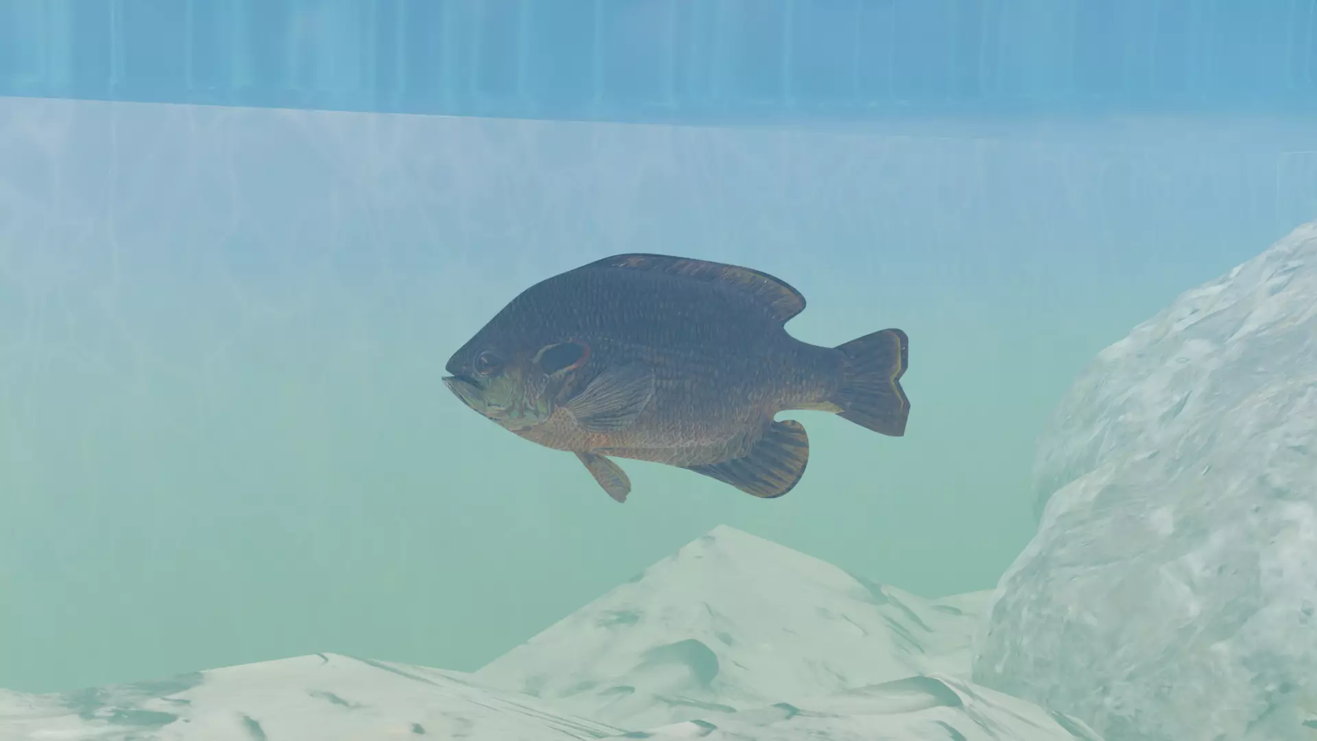 Sunfish Low Poly 3D model with Blender FREE Free 3D model_0