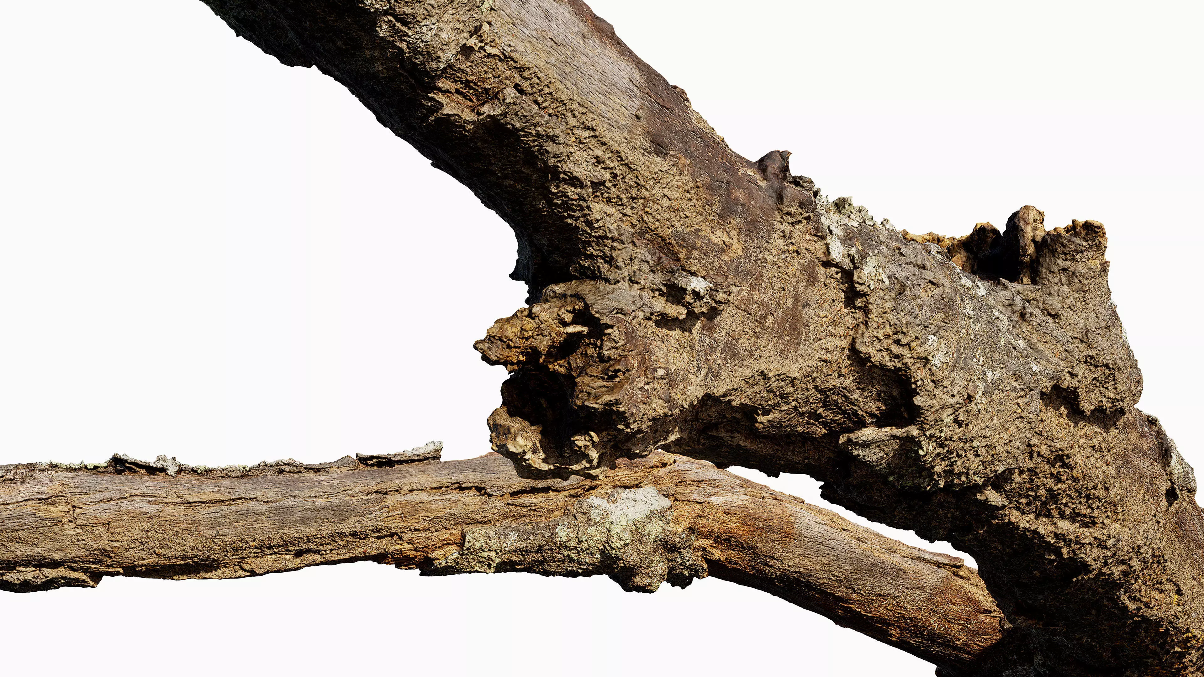 Broken Branch 01 Low-poly 3D model_8