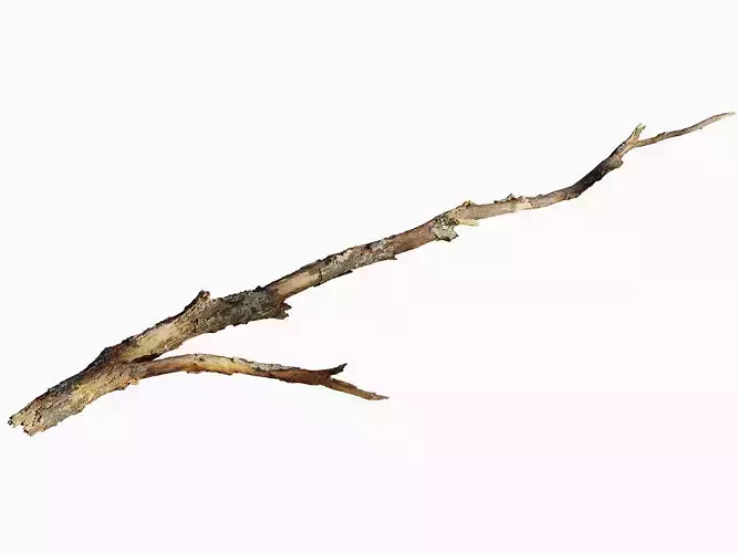 Broken Branch 01