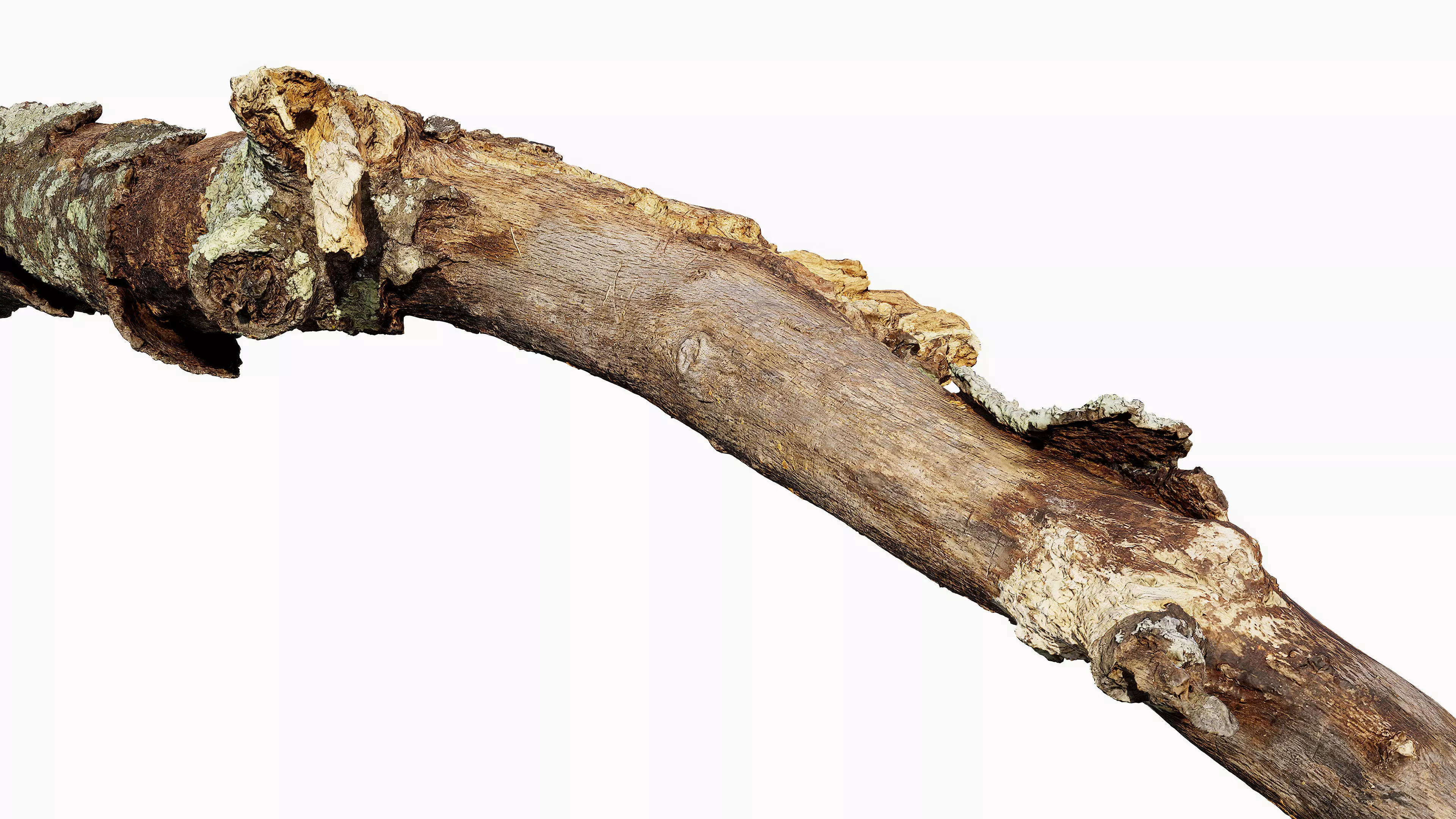 Broken Branch 01 Low-poly 3D model_11