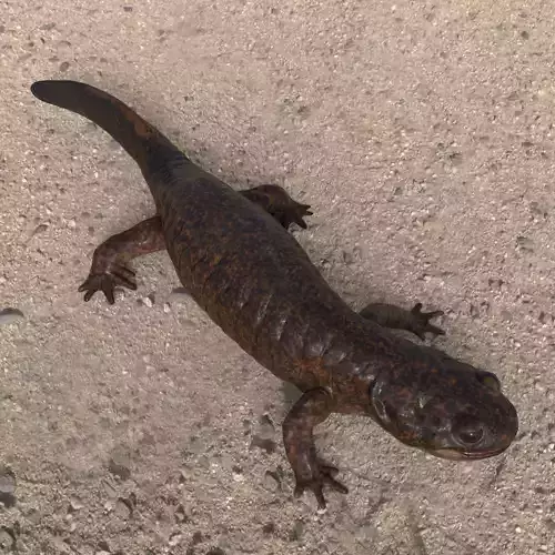Tsushima Salamander 3D model