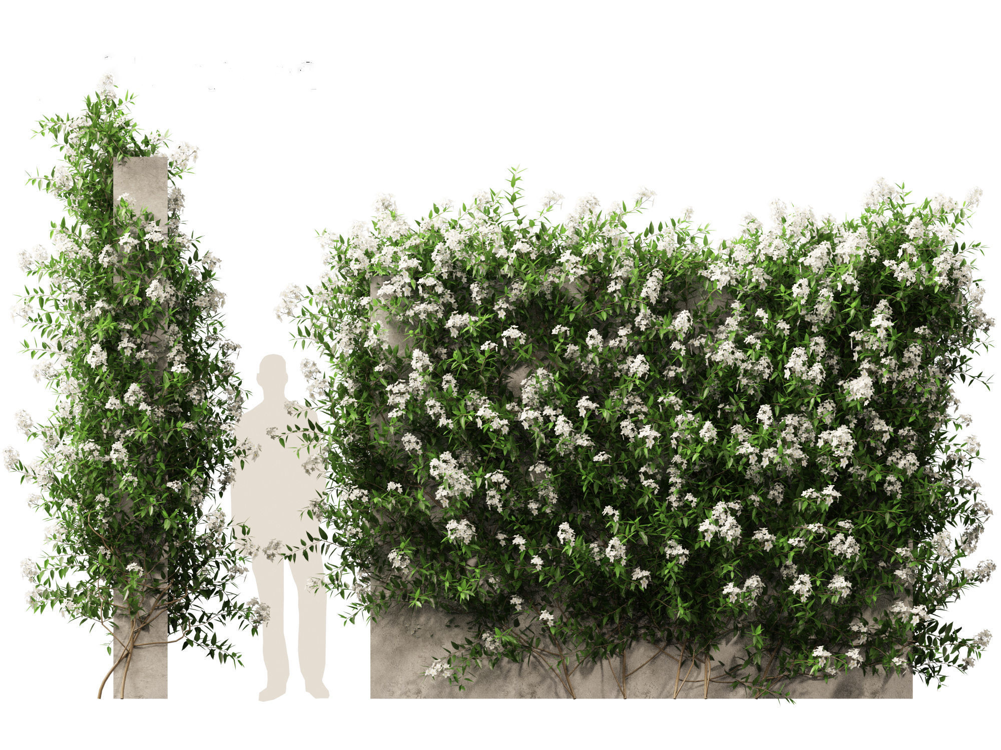 Solanum laxum - Potato vine 3D model_10