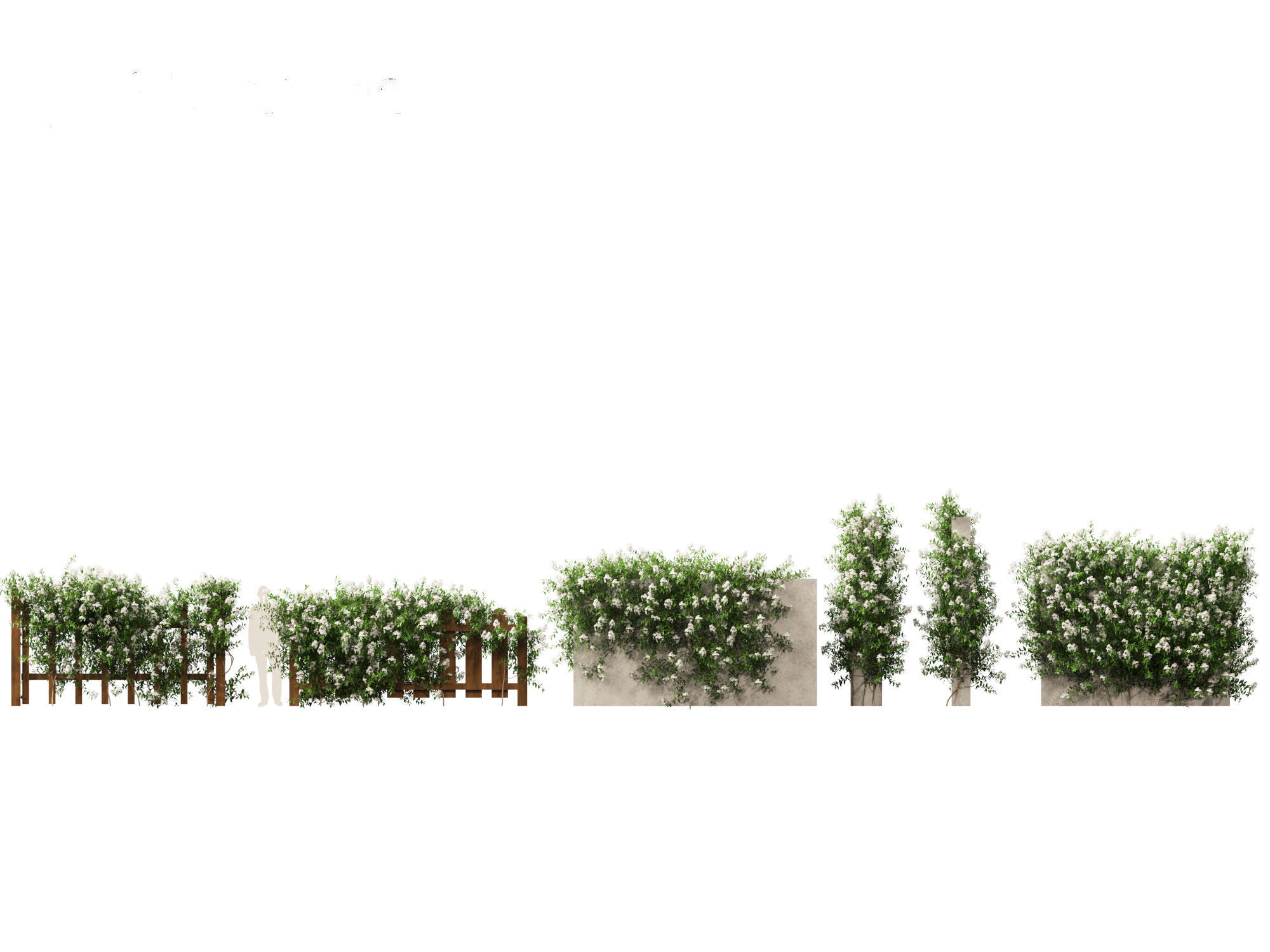 Solanum laxum - Potato vine 3D model_1