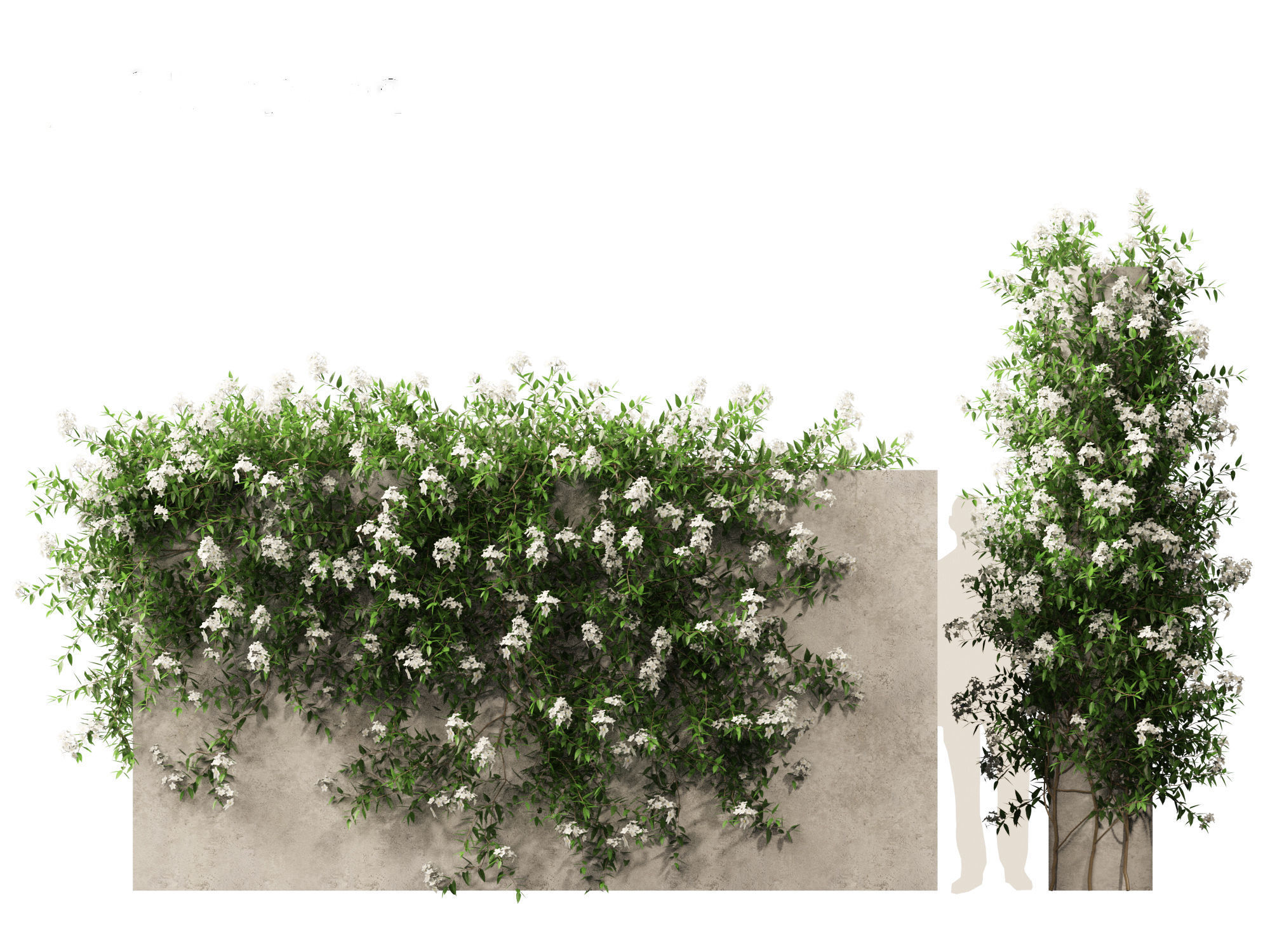 Solanum laxum - Potato vine 3D model_8