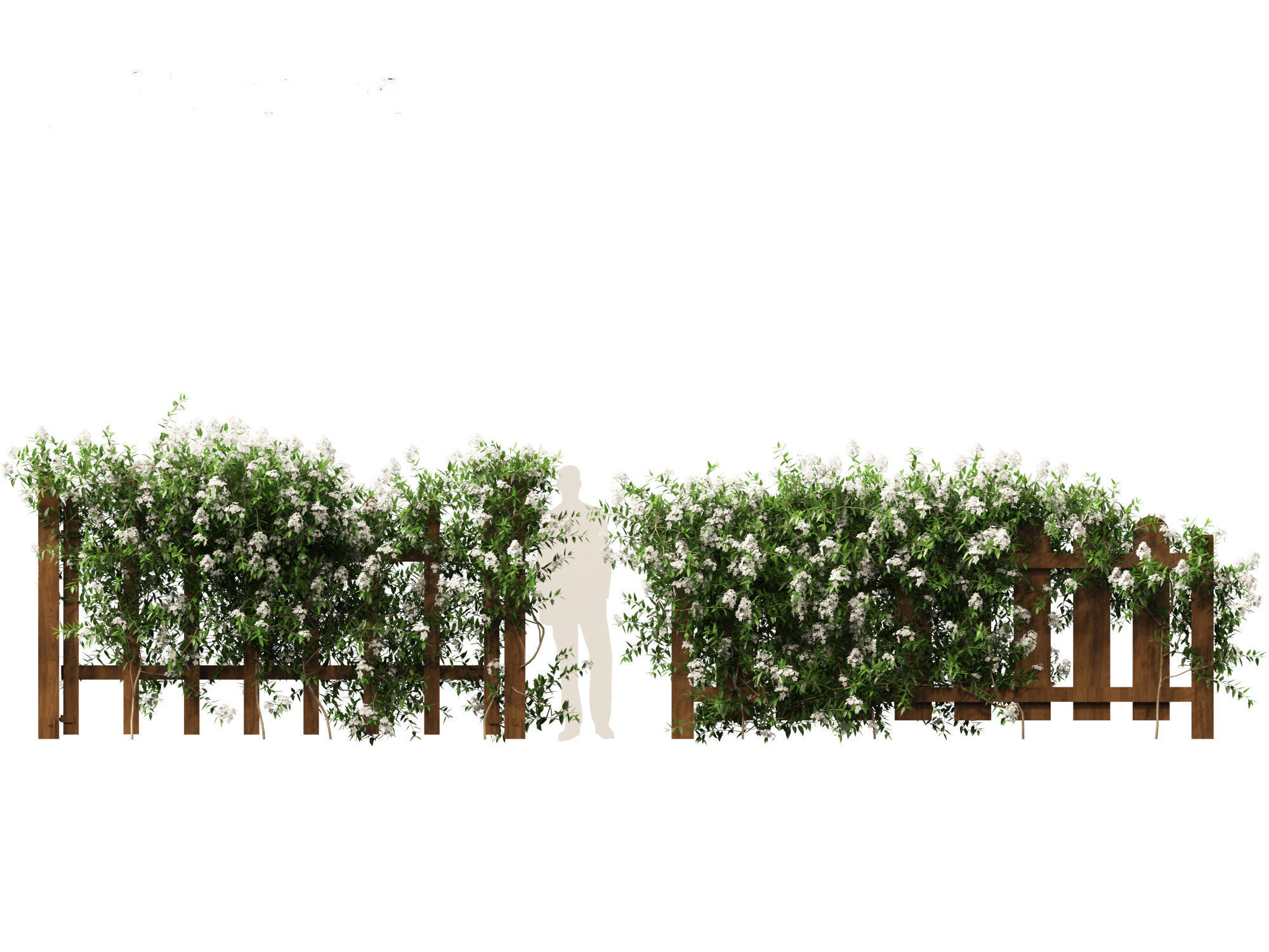 Solanum laxum - Potato vine 3D model_6