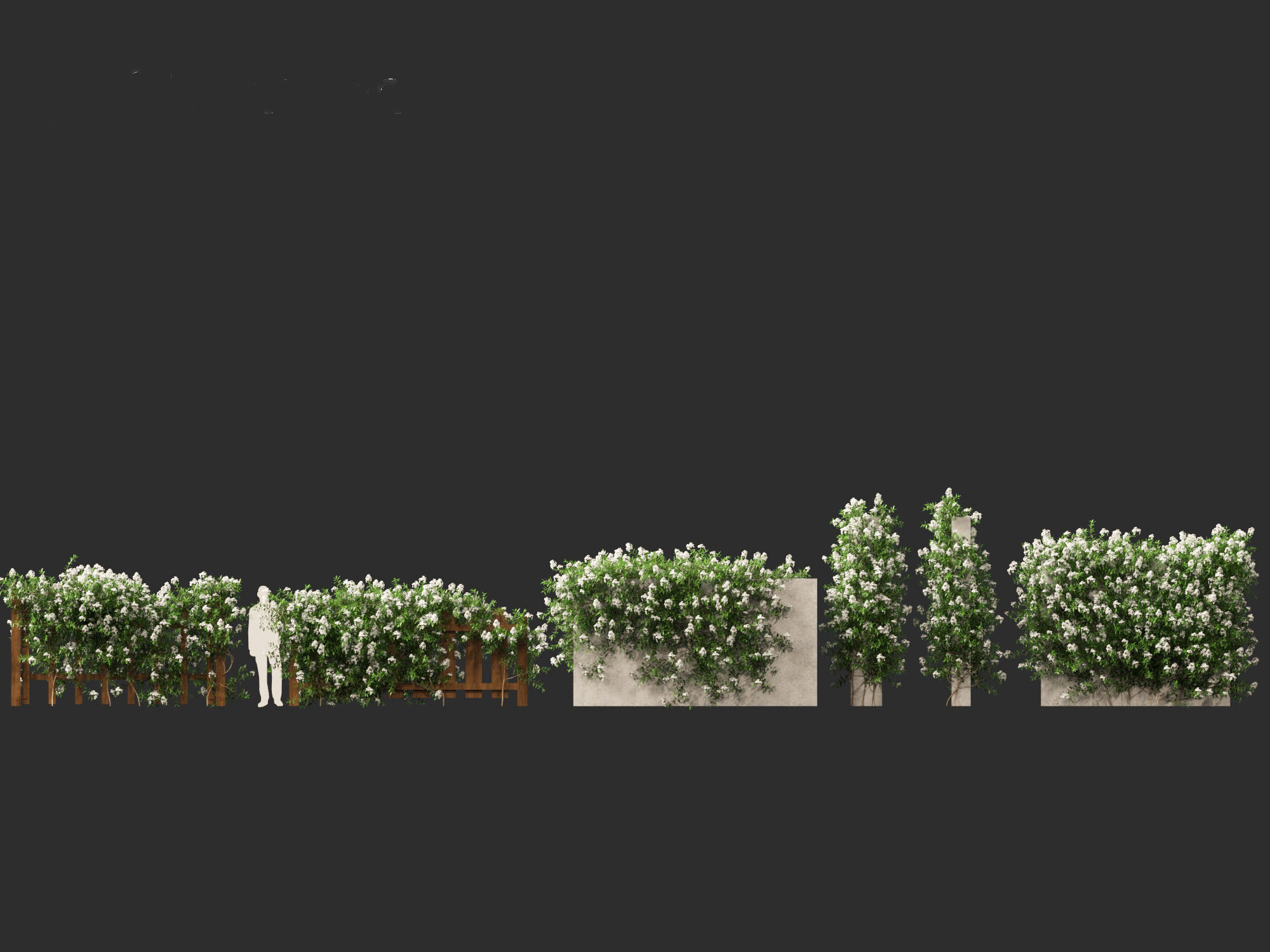 Solanum laxum - Potato vine 3D model_5