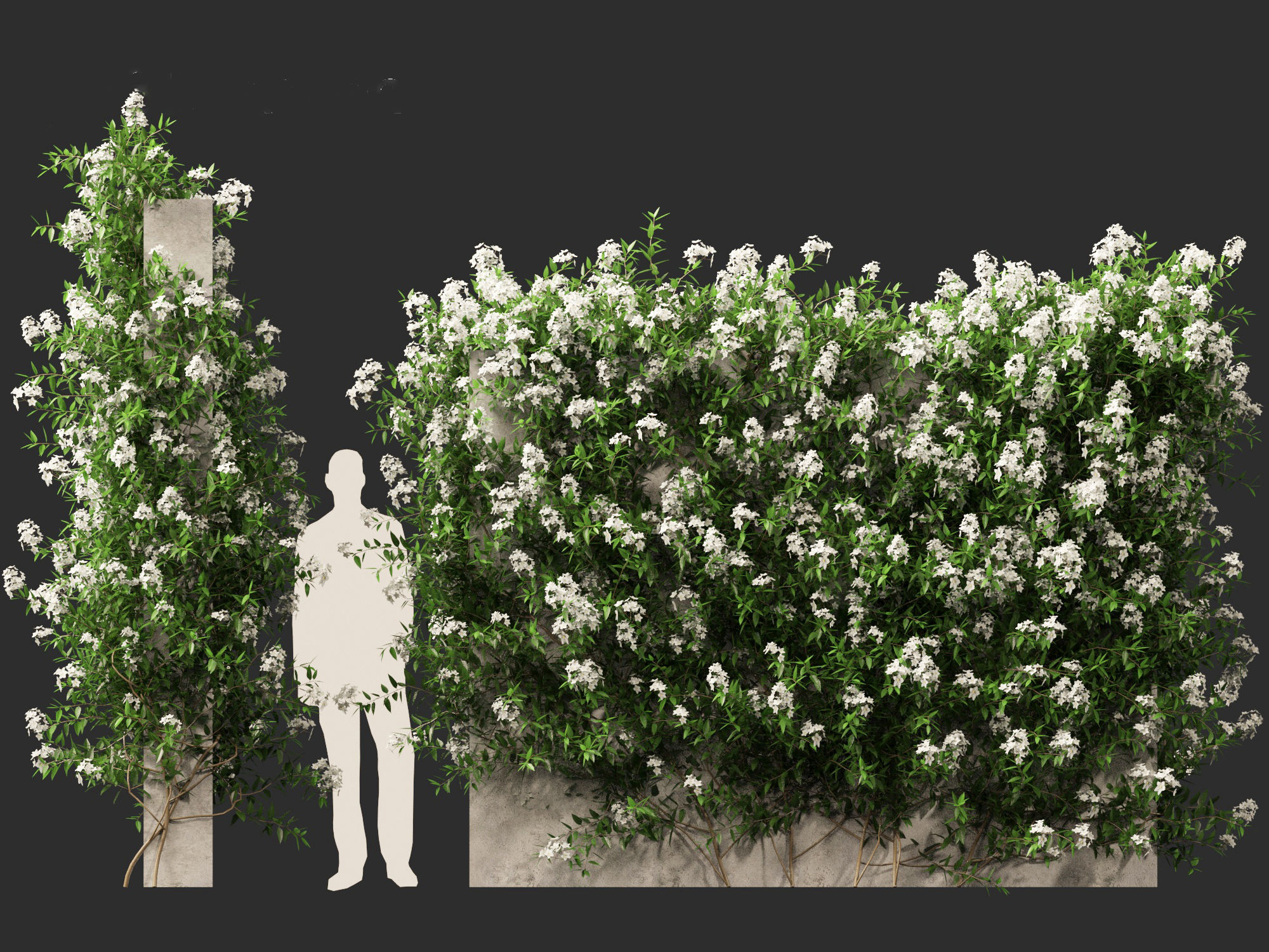 Solanum laxum - Potato vine 3D model_11