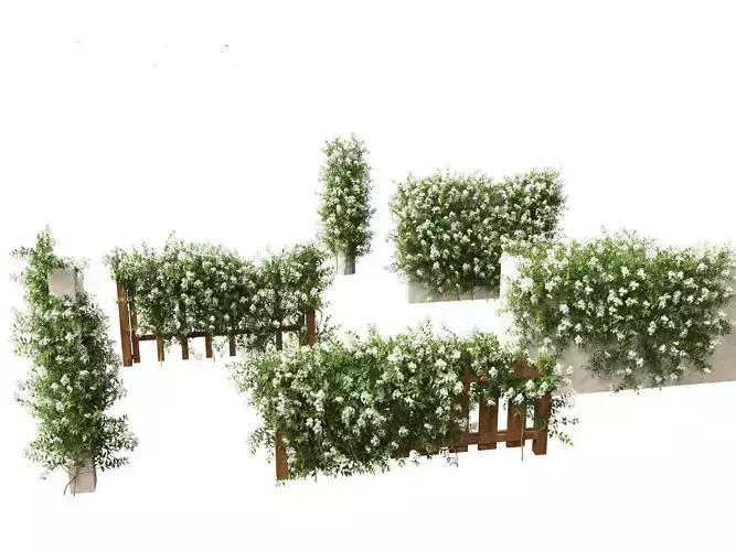 Solanum laxum - Potato vine