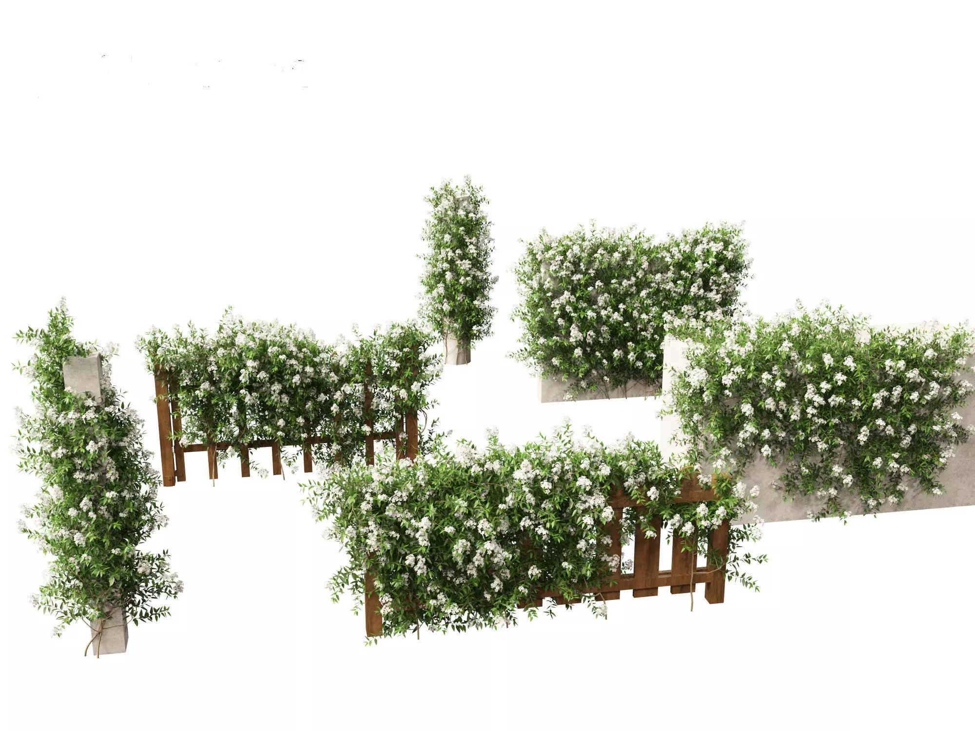 Solanum laxum - Potato vine 3D model_0