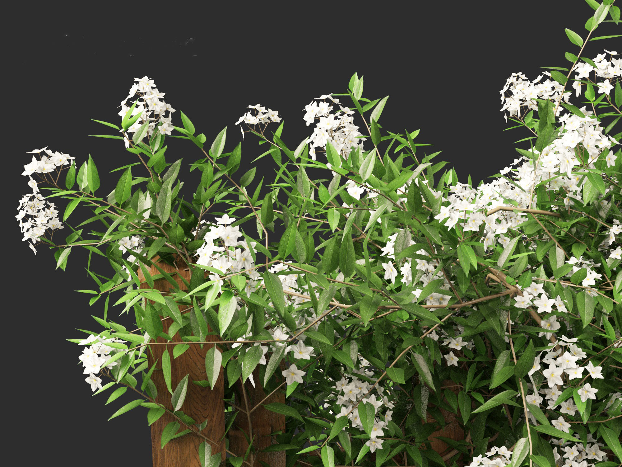 Solanum laxum - Potato vine 3D model_4