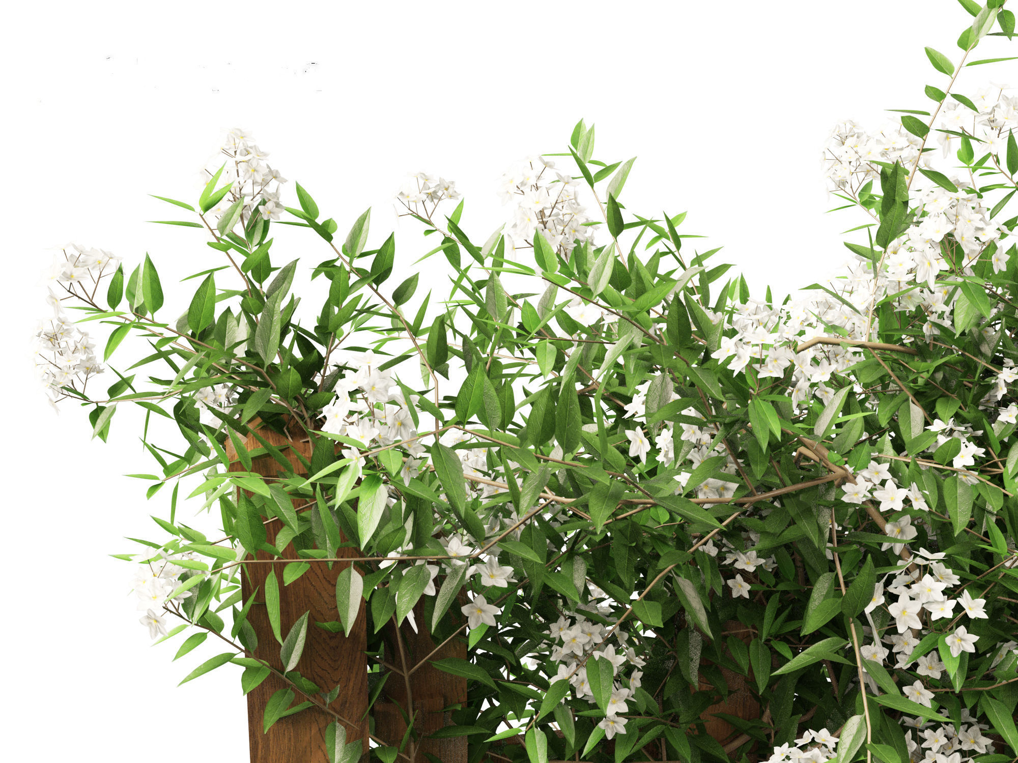 Solanum laxum - Potato vine 3D model_3