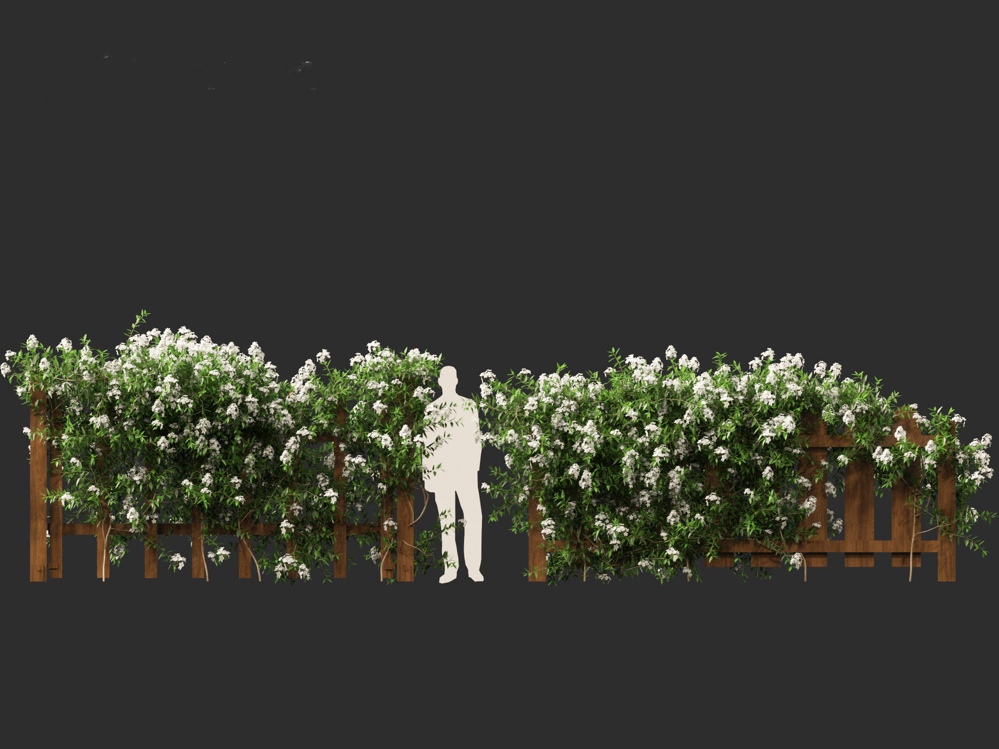 Solanum laxum - Potato vine 3D model_7