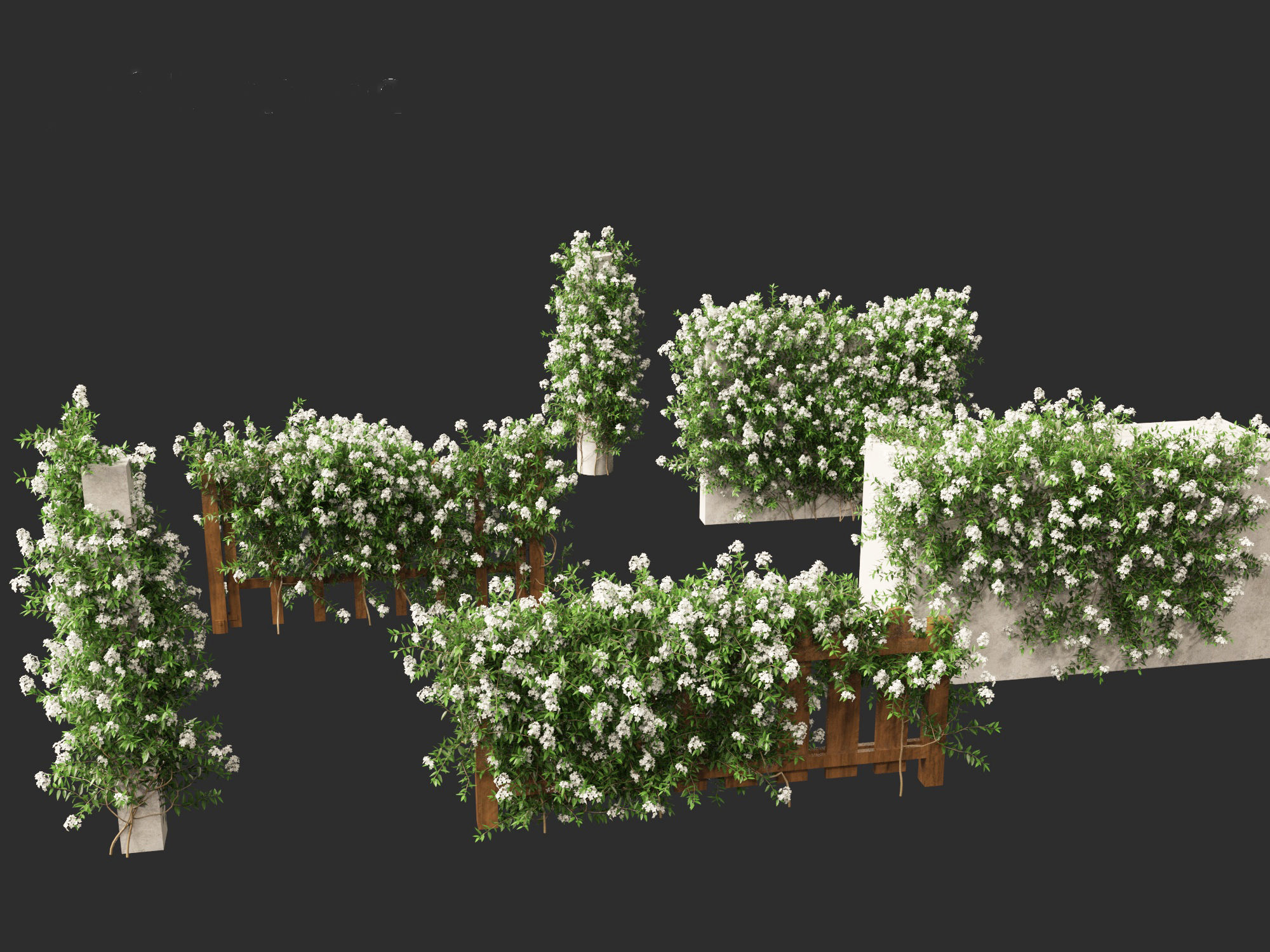 Solanum laxum - Potato vine 3D model_2