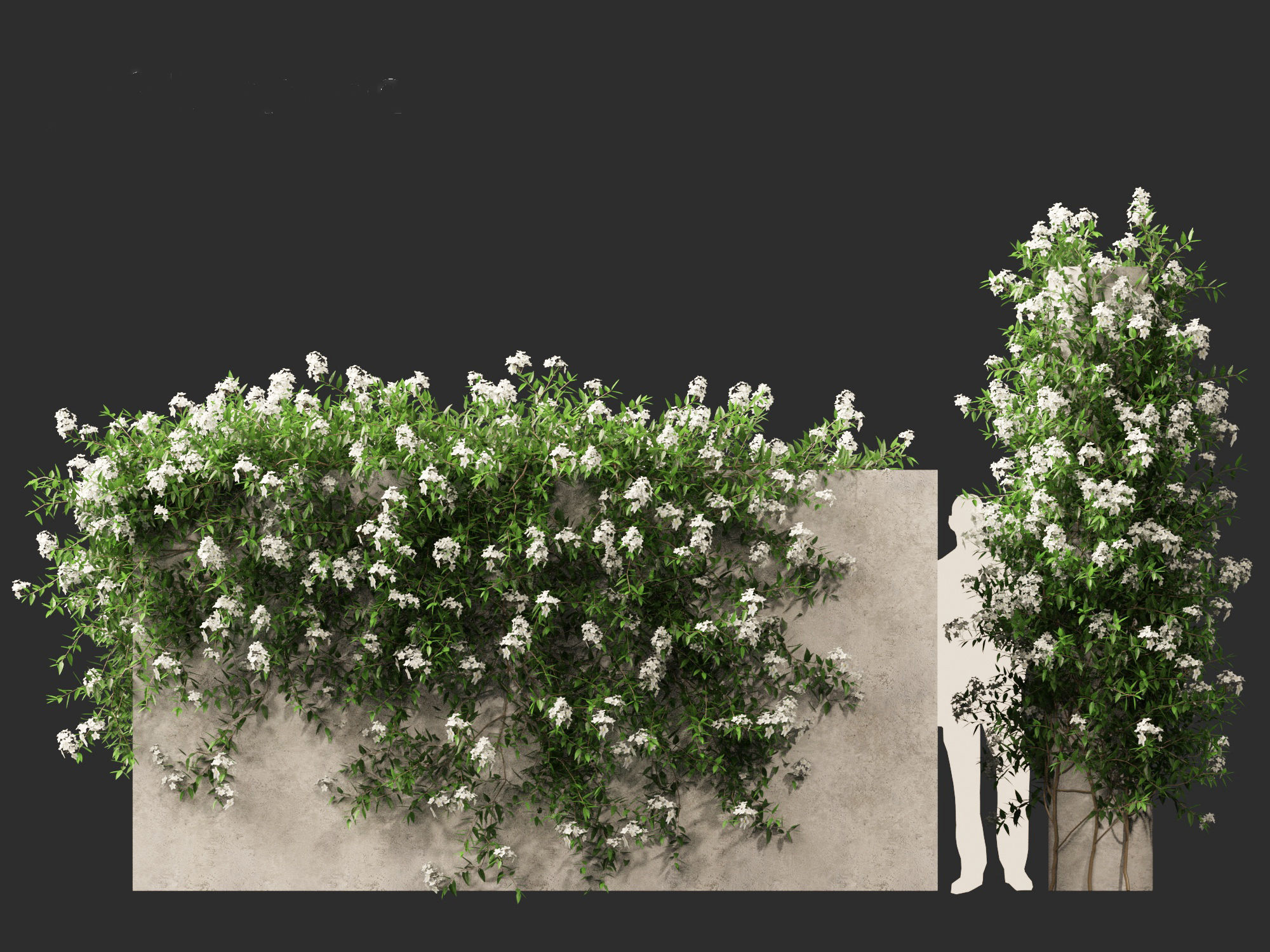 Solanum laxum - Potato vine 3D model_9