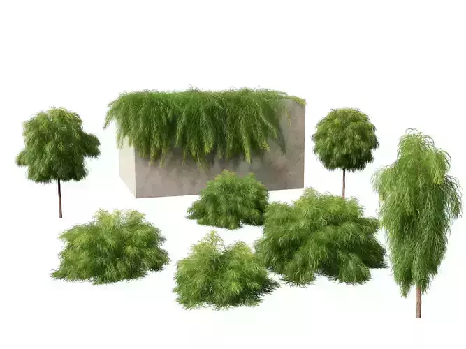 Acacia cognata limelight - River Wattle 3D model