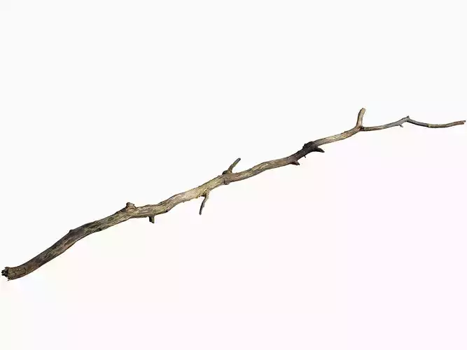 Broken Branch 02