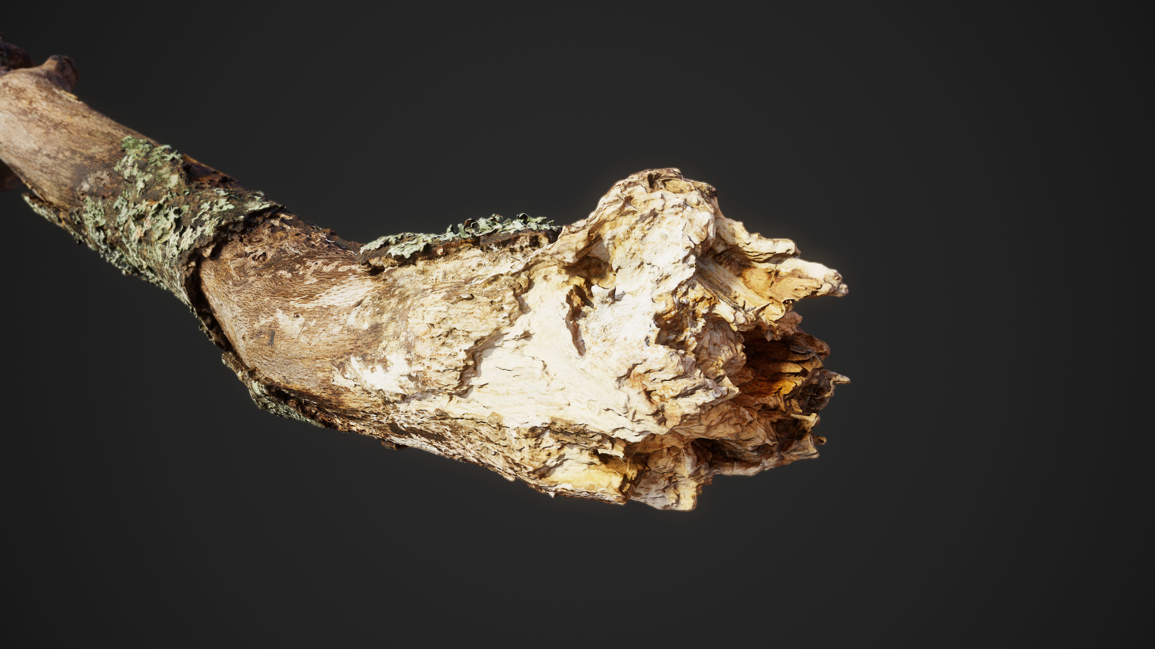 Large Broken Branch 03 Low-poly 3D model_7