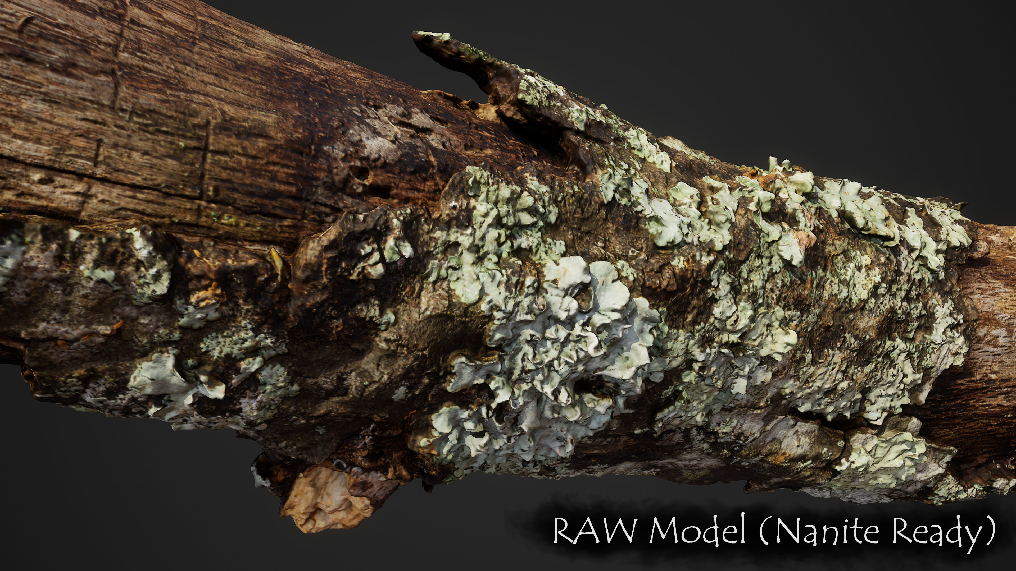 Large Broken Branch 03 Low-poly 3D model_5