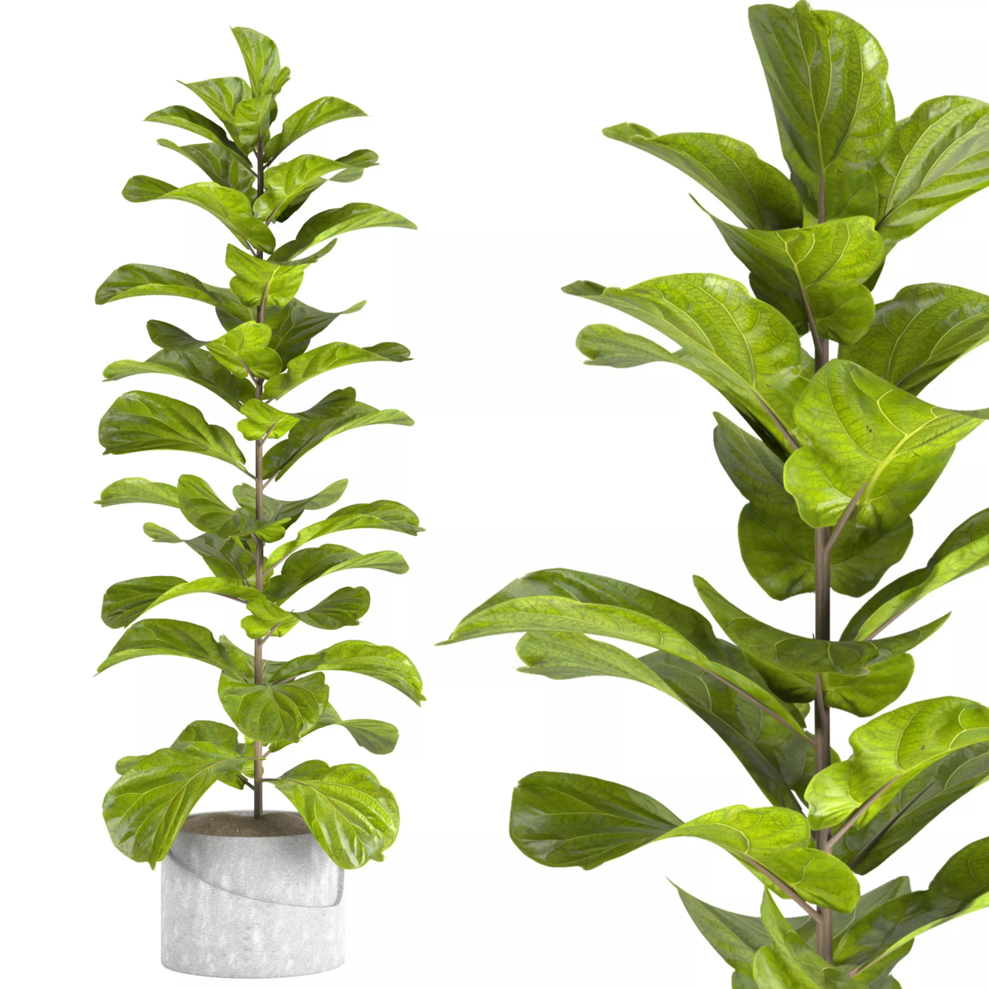 indoor plant set08 Free 3D model