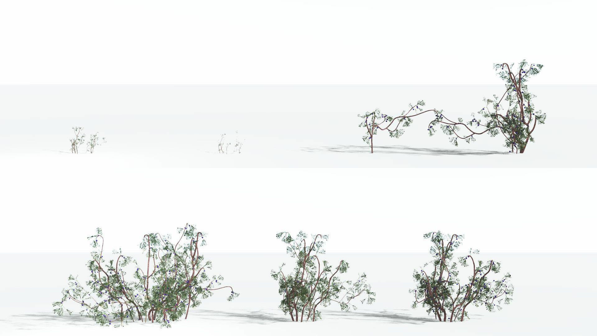EVERYPlant Baiera 3 --14 Models-- 3D model_2