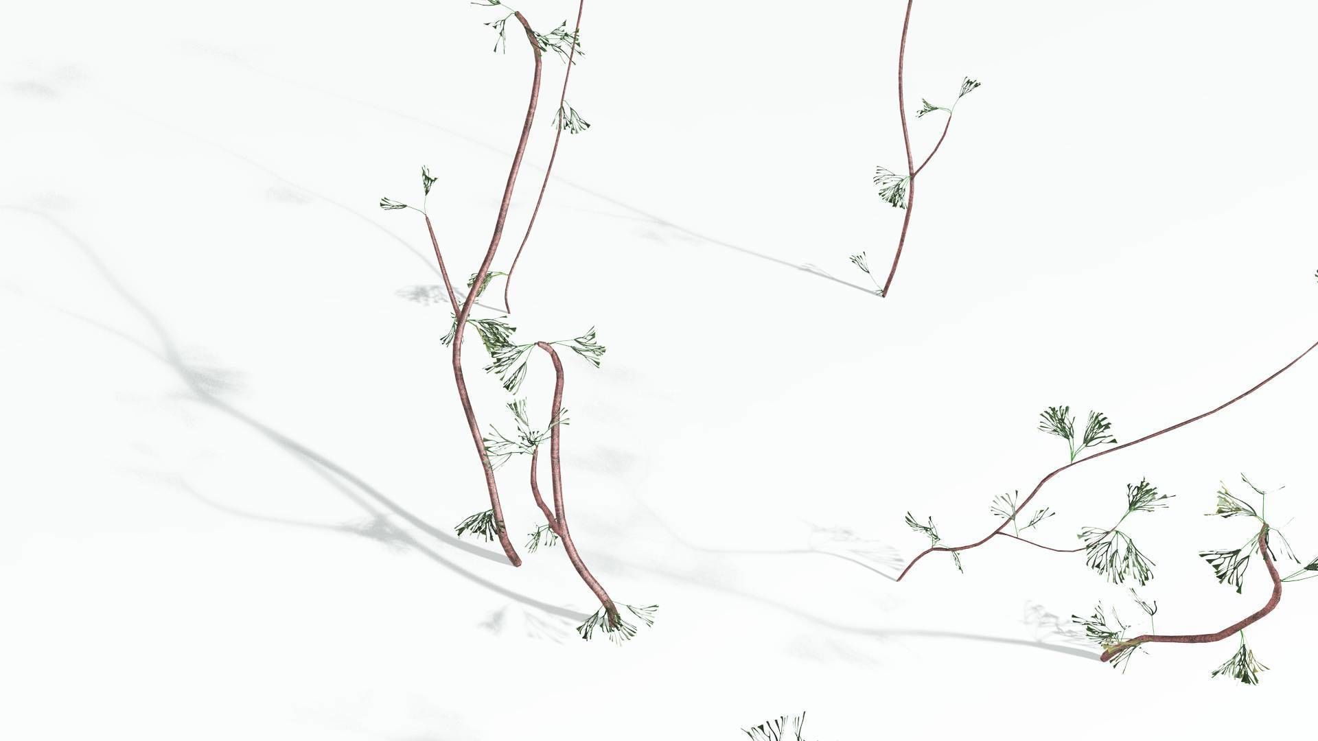 EVERYPlant Baiera 3 --14 Models-- 3D model_20