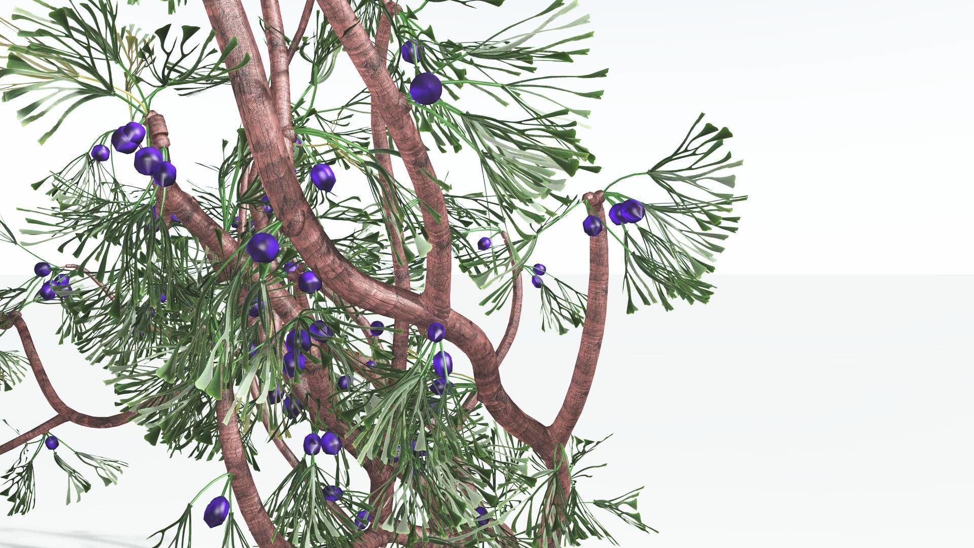 EVERYPlant Baiera 3 --14 Models-- 3D model_24