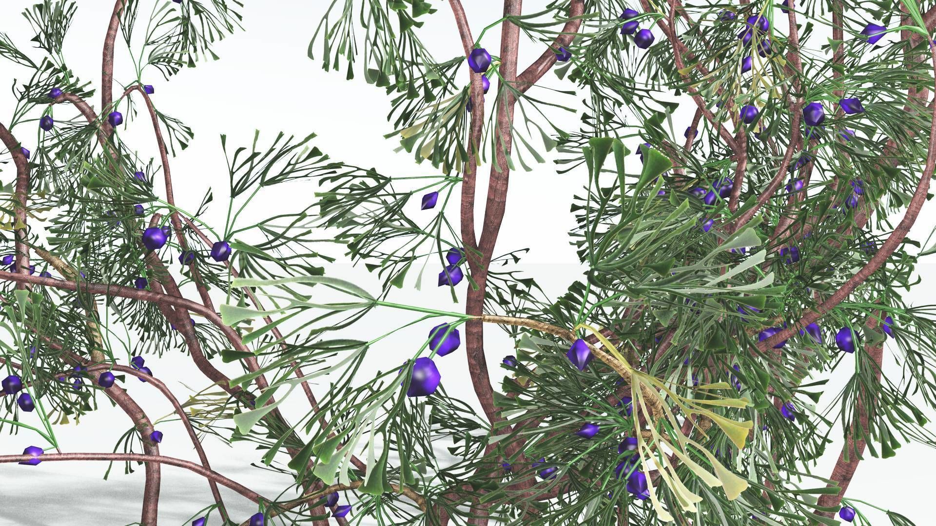 EVERYPlant Baiera 3 --14 Models-- 3D model_26