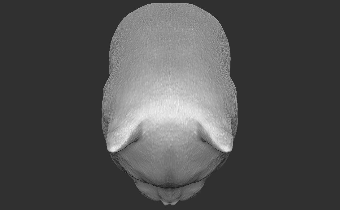 British Shorthair cat head for 3D printing 3D print model_22