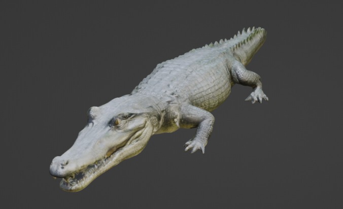 Crocodile 3D Model 3D model_4