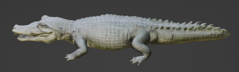 Crocodile 3D Model 3D model_1