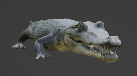 Crocodile 3D Model 3D model_5