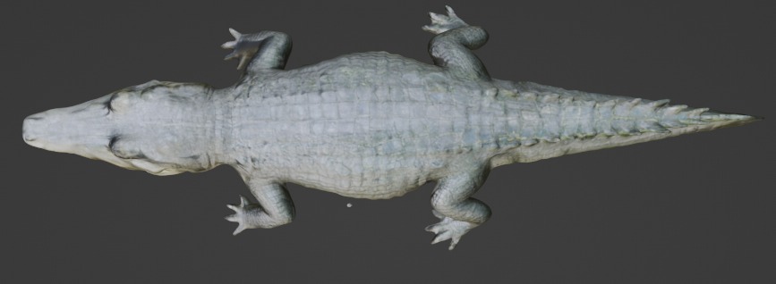 Crocodile 3D Model 3D model_2
