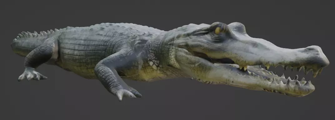 Crocodile 3D Model 3D model_0