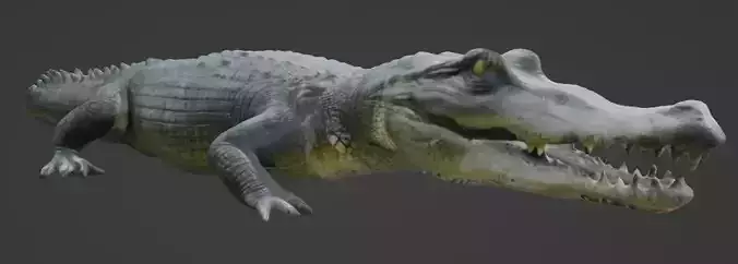Crocodile 3D Model