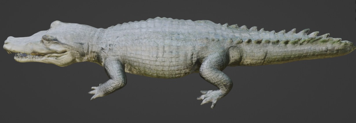 Crocodile 3D Model 3D model_3