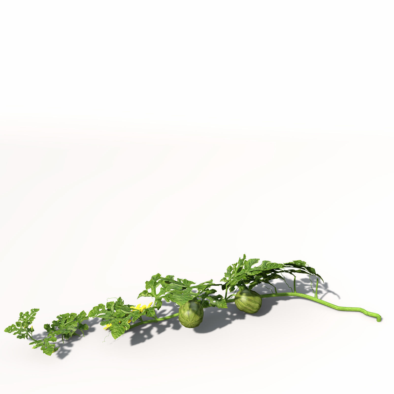 XfrogPlants Watermelon 3D model_5