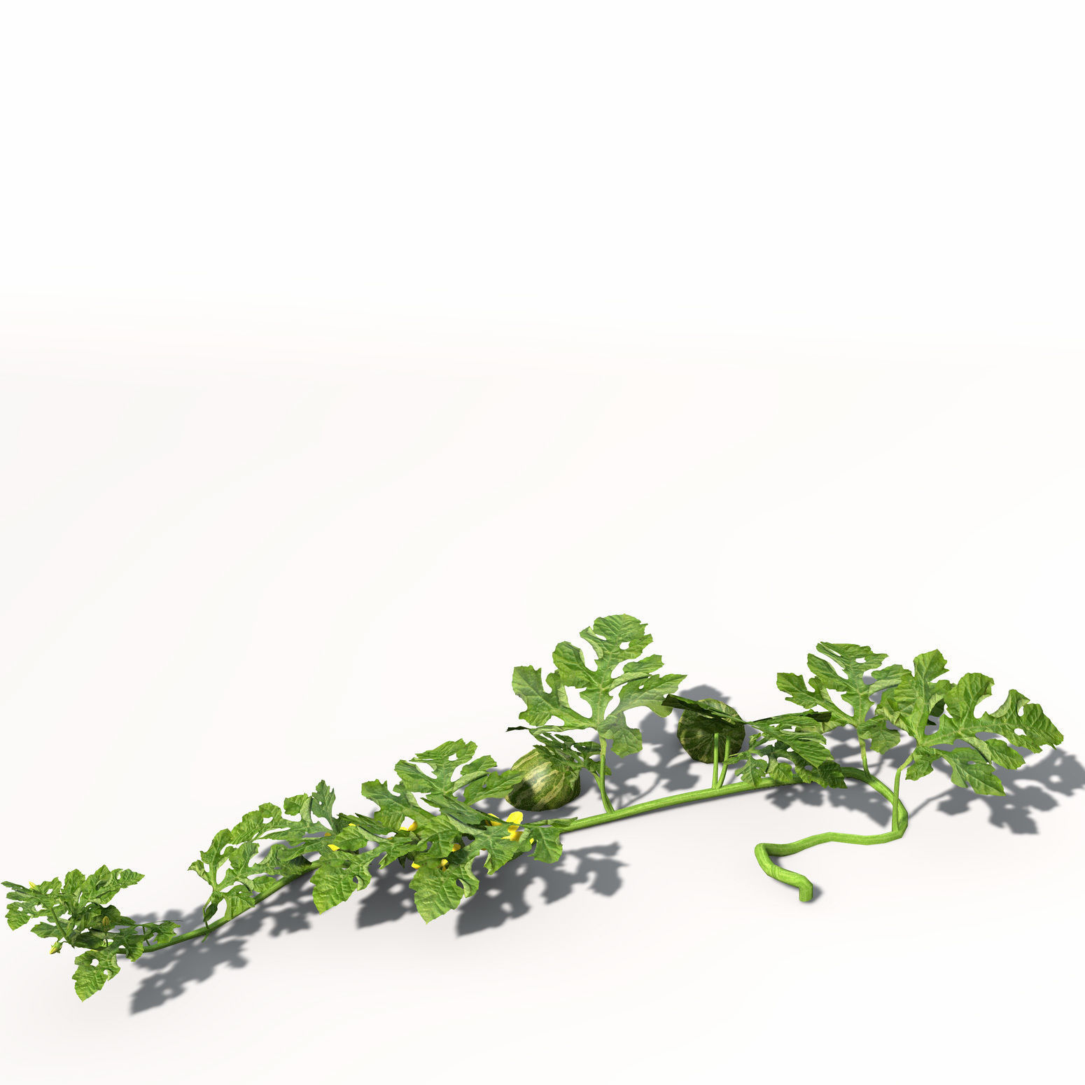 XfrogPlants Watermelon 3D model_3
