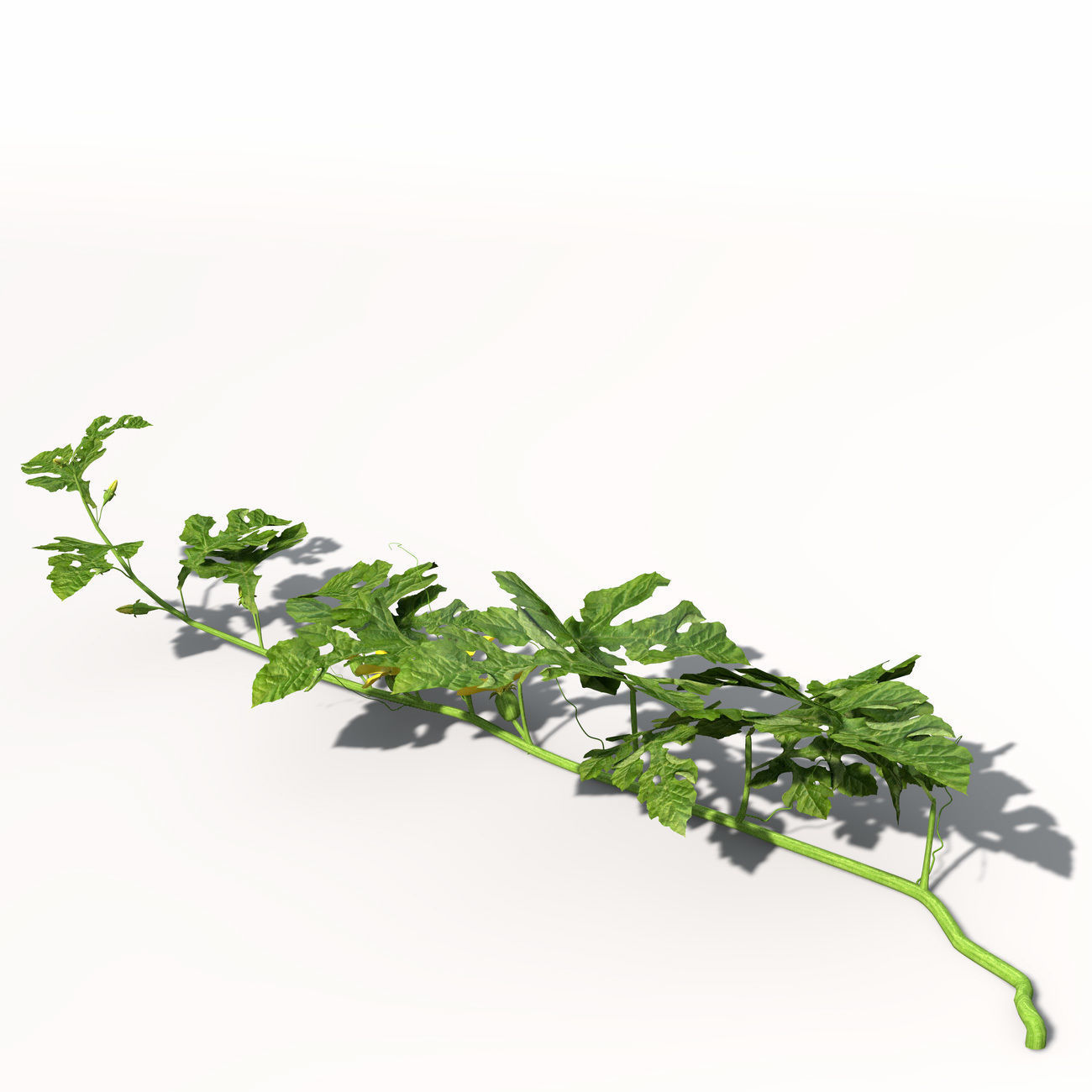 XfrogPlants Watermelon 3D model_4