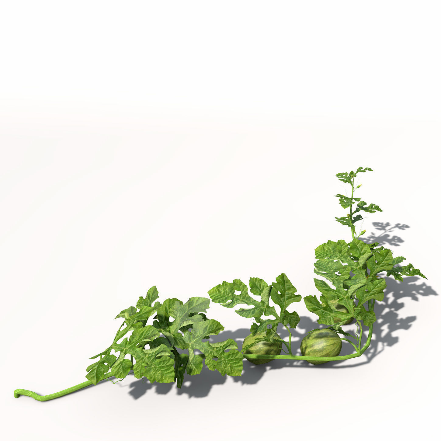 XfrogPlants Watermelon 3D model_1