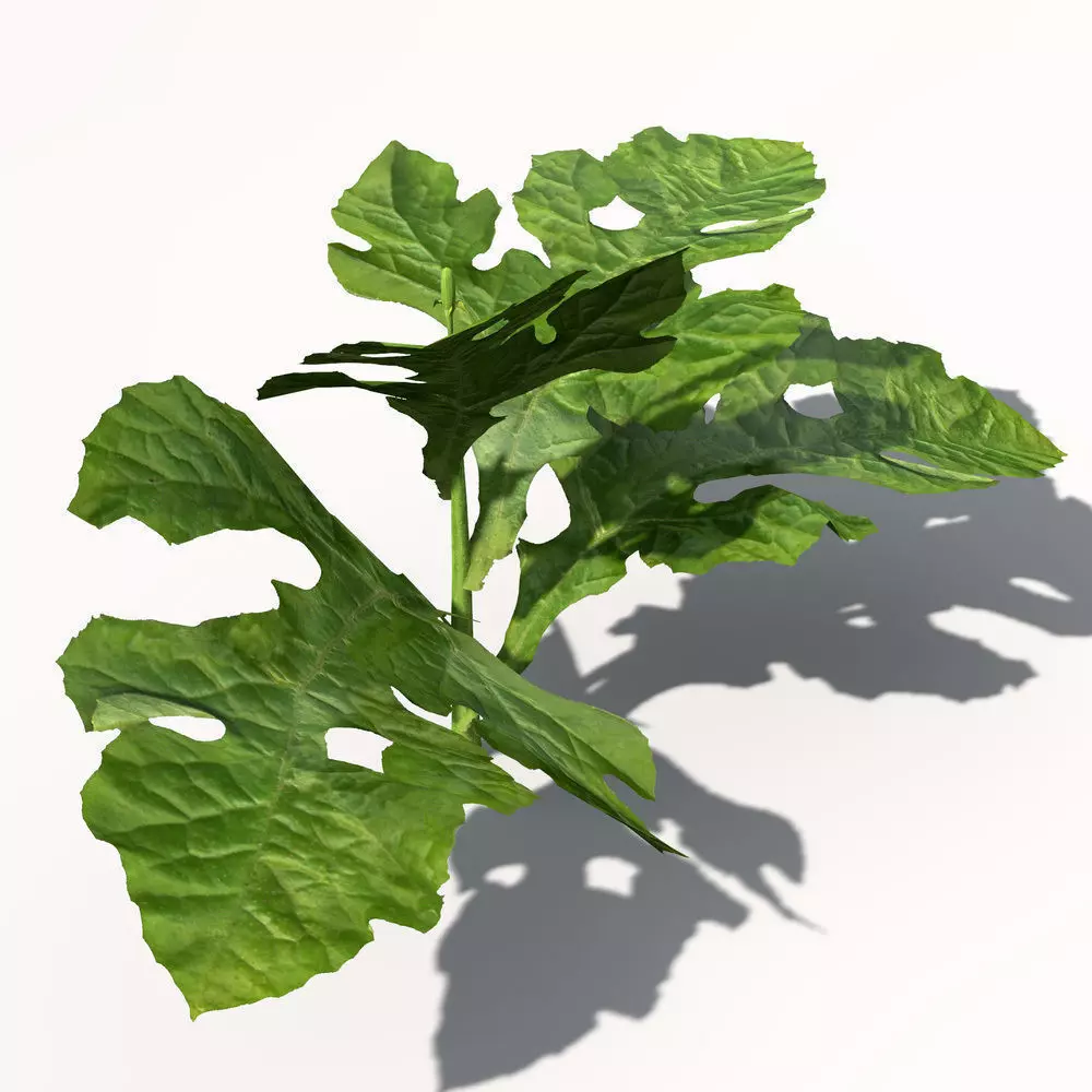 XfrogPlants Watermelon 3D model_0
