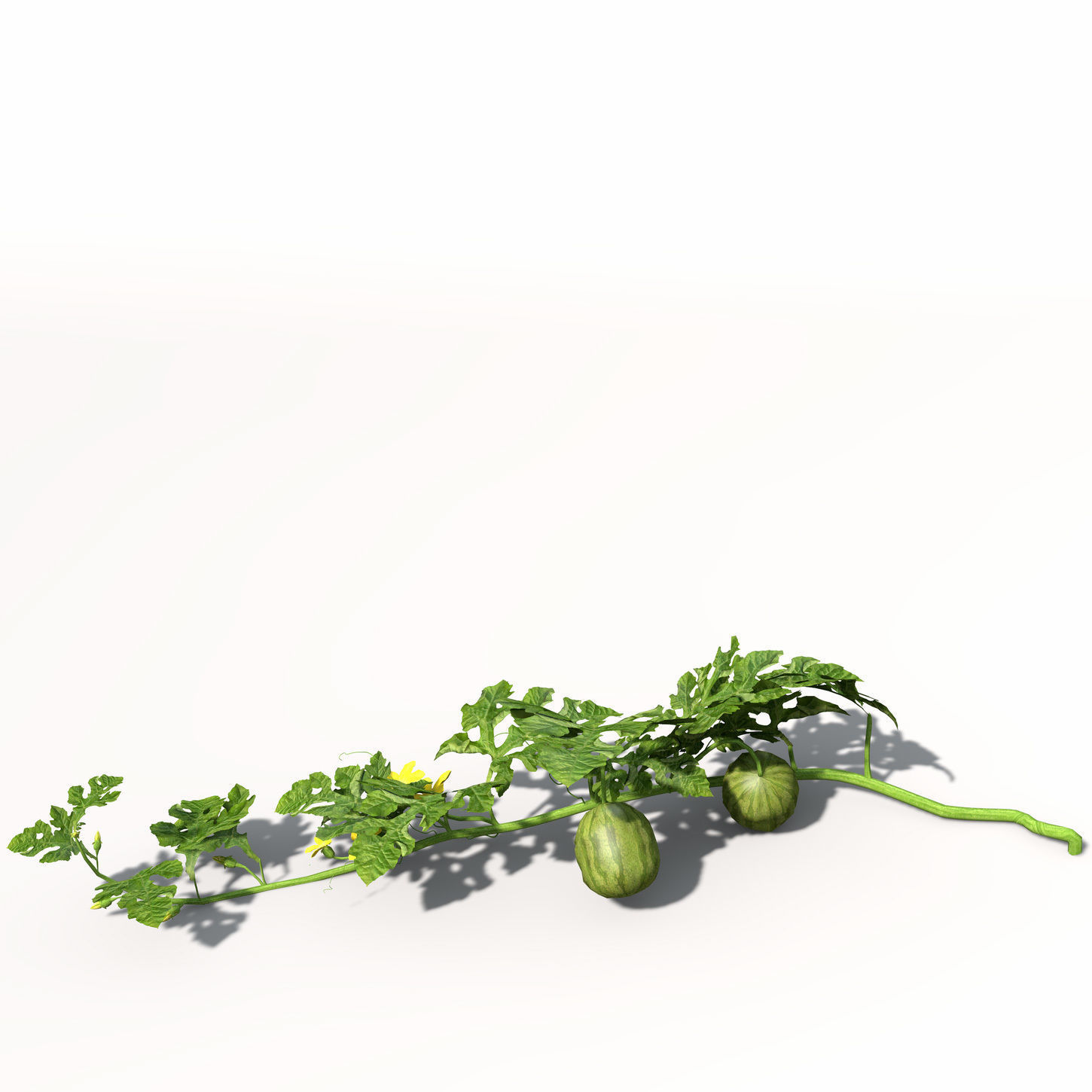 XfrogPlants Watermelon 3D model_2