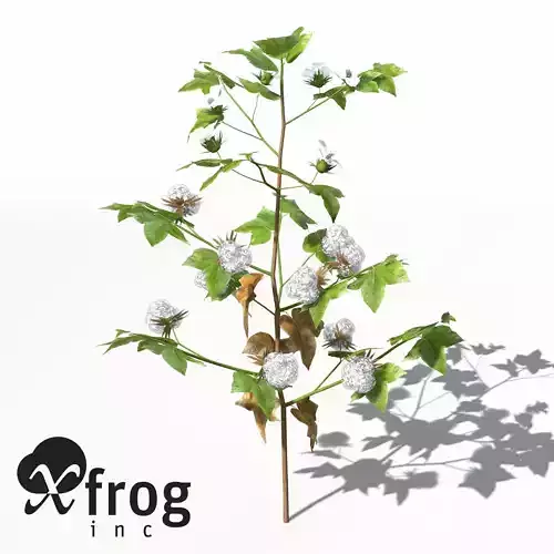 XfrogPlants Cotton 3D model
